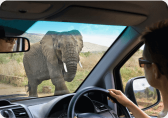 Epic Safari