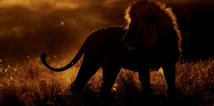 Epic Safari