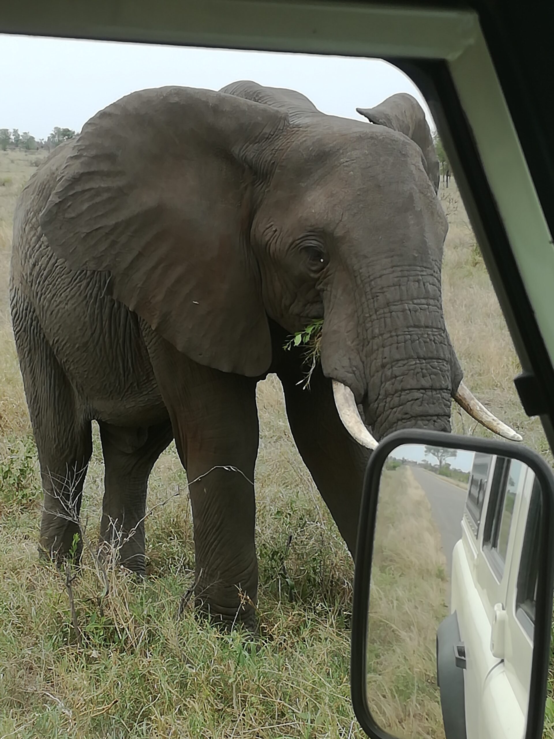 Epic Safari